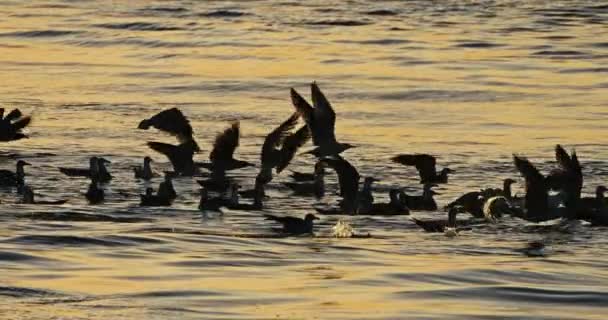 Риболовля Чорними Головами Заході Сонця Середземне Море Франція — стокове відео