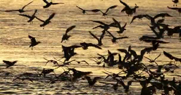 Μαύροι Γλάροι Που Ψαρεύουν Ηλιοβασίλεμα Μεσόγειος Θάλασσα Γαλλία — Αρχείο Βίντεο