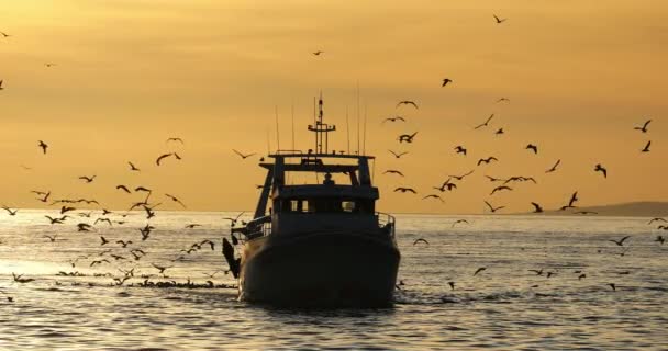 Barco Pesquero Que Regresa Puerto Atardecer Francia Videoclip