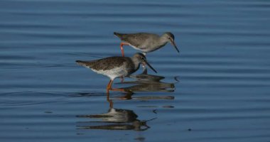 Yaygın Redshank Redshank, Camargue, Fransa