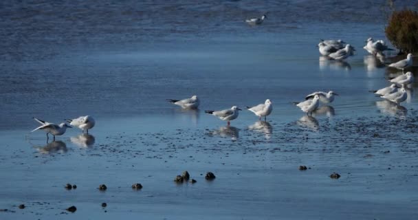 黑头海鸥逆风而行 法国坎弗尔 — 图库视频影像