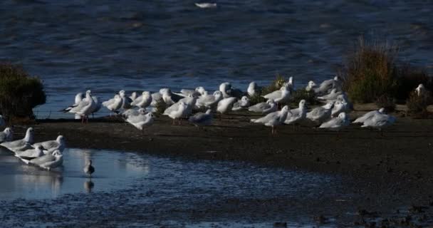 法国坎弗尔 黑头海鸥和普通红发海鸥抵御风 — 图库视频影像
