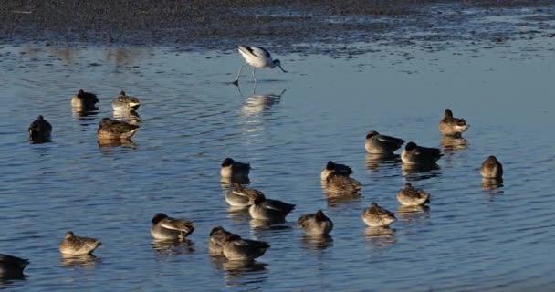 Flock Common Teals Avocet Camargue Στη Γαλλία — Αρχείο Βίντεο