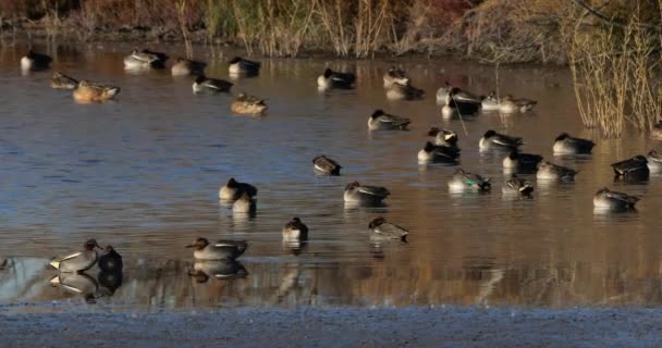 Flock Common Teals Camargue Στη Γαλλία — Αρχείο Βίντεο