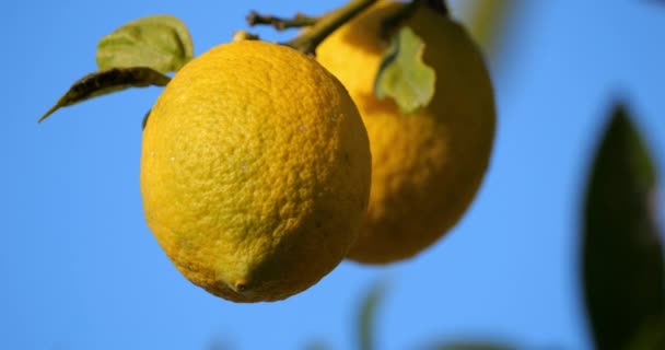 Frutos Limón Árbol Sur Francia Occitania Francia — Vídeos de Stock