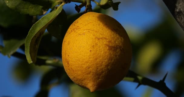 Лимонные Фрукты Дереве Южная Франция Окситания Франция — стоковое видео