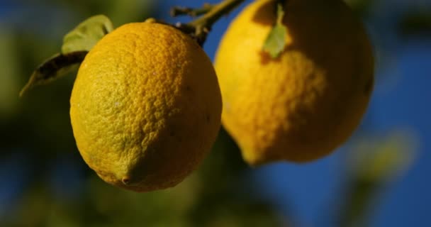 Frutos Limón Árbol Sur Francia Occitania Francia — Vídeos de Stock