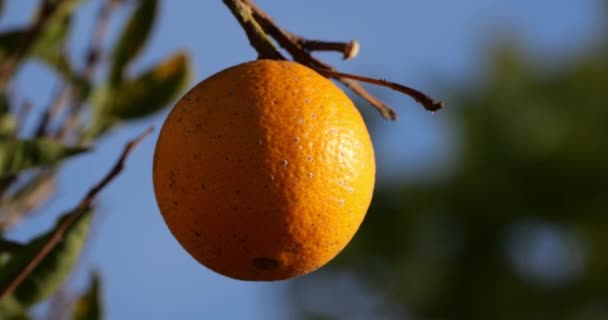 Naranja Árbol Occitania Francia — Vídeos de Stock