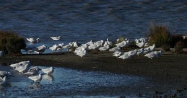 Kara kafalı martılar rüzgara karşı, Camargue, Fransa