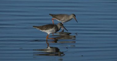 Yaygın Redshank Redshank, Camargue, Fransa
