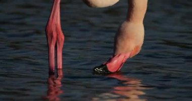 Büyük Flamingolar, Phoenicopterus gülü, Pont De Gau, Camargue, Fransa