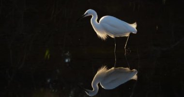 Büyük balıkçıl, Ardea alba, Camargue, Fransa