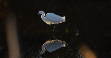 Büyük balıkçıl, Ardea alba, Camargue, Fransa