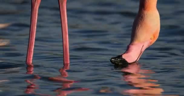 Flamingi Większe Fenicopterus Roseus Pont Gau Camargue Francja — Wideo stockowe