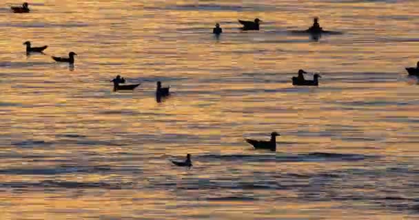法国地中海日落时的海鸥 — 图库视频影像