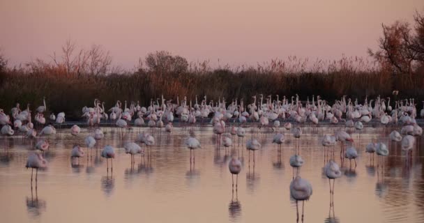 Greater Flamingos Phoenicopterus Roseus Pont Gau Camargue França — Vídeo de Stock