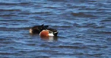 Kuzeyli kürekçiler, Spatula clypeata, Camargue, Fransa