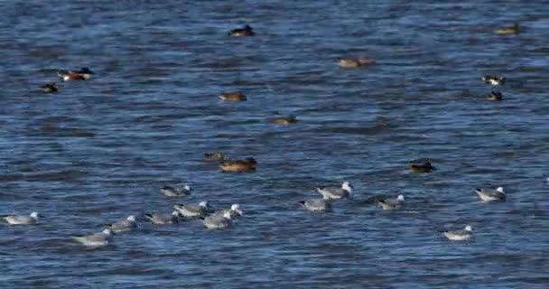 黑头海鸥 普通海鸥和北方铲子 法国坎费尔特 法国坎费尔特 — 图库视频影像