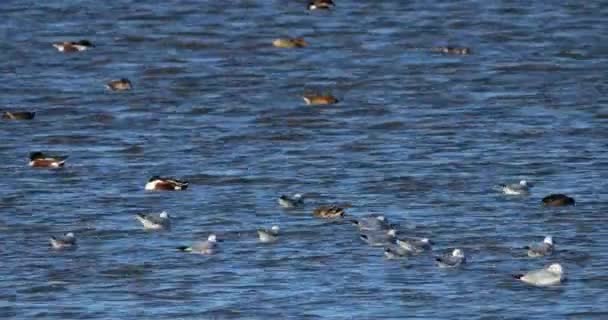Black Headed Gulls Northern Shoveler Camargue France Camargue France — Stock Video