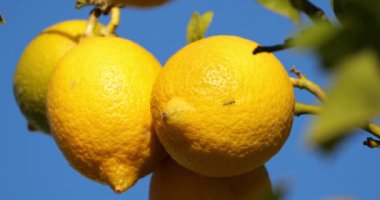 Ağaçtaki limon meyveleri, Güney Fransa, Occitania, Fransa
