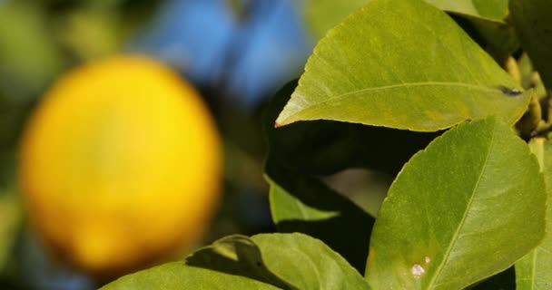 Owoce Cytryny Drzewie Południowa Francja Occitania Francja — Wideo stockowe