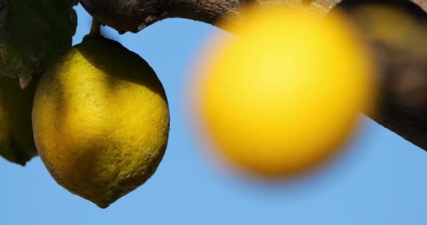 Ağaçtaki Limon Meyveleri Güney Fransa Occitania Fransa — Stok video