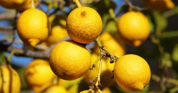 Ağaçtaki Limon Meyveleri Güney Fransa Occitania Fransa — Stok video