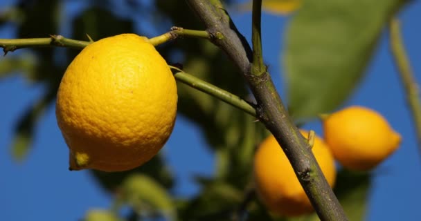 Owoce Cytryny Drzewie Południowa Francja Occitania Francja — Wideo stockowe