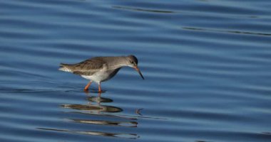Yaygın Redshank Redshank, Camargue, Fransa