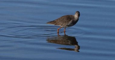 Yaygın Redshank Redshank, Camargue, Fransa