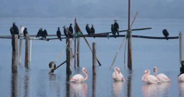 Büyük karabataklar ve pembe flamingolar, Camargue, Fransa.