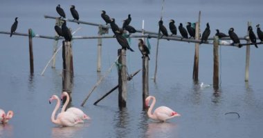 Büyük karabataklar ve pembe flamingolar, Camargue, Fransa.