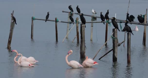 Kormorane Und Rosa Flamingos Die Camargue Frankreich — Stockvideo