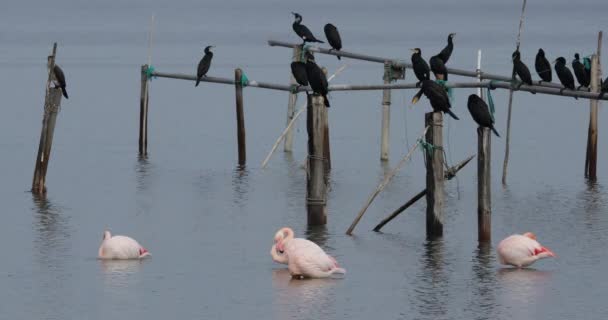Nagy Kormoránok Rózsaszín Flamingók Camargue Franciaország — Stock videók