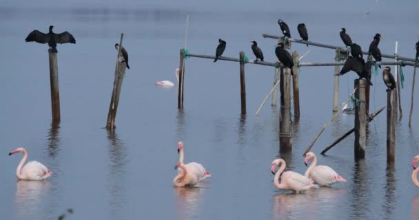 Stora Skarvar Och Rosa Flamingos Camargue Frankrike — Stockvideo