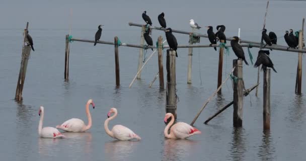 Grandes Corvos Marinhos Flamingos Rosa Camargue França — Vídeo de Stock