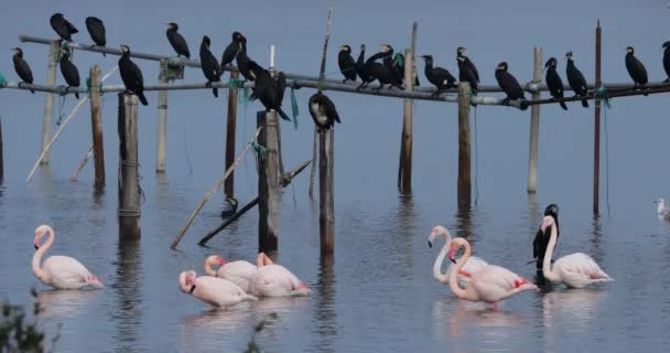 Kormorane Und Rosa Flamingos Die Camargue Frankreich — Stockvideo