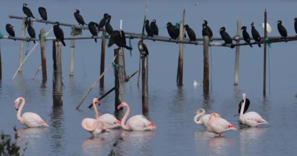 Stora Skarvar Och Rosa Flamingos Camargue Frankrike — Stockvideo