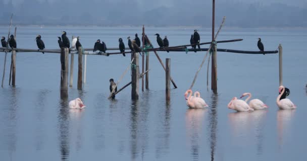 Great Cormorants Pink Flamingos Camargue France — Stock Video