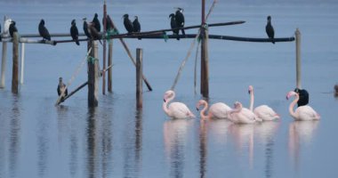 Büyük karabataklar ve pembe flamingolar, Camargue, Fransa.