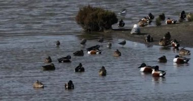 Yaygın taşlama, sade kiremitler, Pied avocets, ve Kuzey kürekleri, Camargue, Fransa