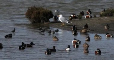 Yaygın redshank, yaygın teallar, ve Kuzeyli kürekçiler ve Avrupa ringa martıları, Camargue, Fransa