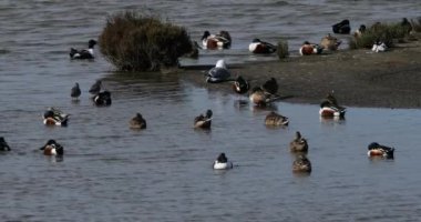 Yaygın redshank, yaygın teallar, ve Kuzeyli kürekçiler ve Avrupa ringa martıları, Camargue, Fransa