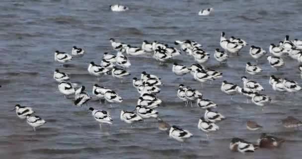 Pied Avocets Common Redshank Northern Lopata Camargue Francie — Stock video