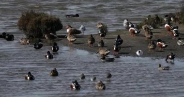 Yaygın taşlama, sade kiremitler, Pied avocets, ve Kuzey kürekleri, Camargue, Fransa