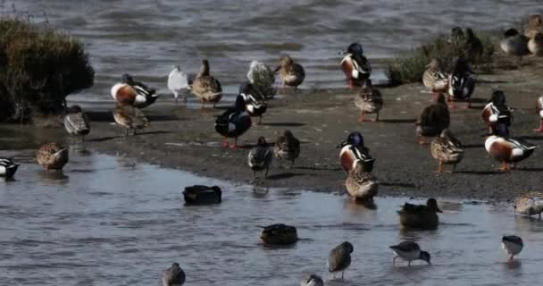 Common Redshank Common Teals Northern Shovelers Camargue França — Vídeo de Stock