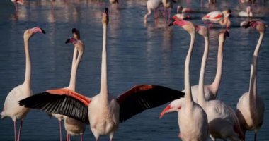 Camargue 'deki kur sırasında pembe flamingolar, Pont de Gau, Fransa
