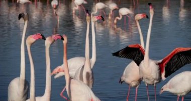 Camargue 'deki kur sırasında pembe flamingolar, Pont de Gau, Fransa