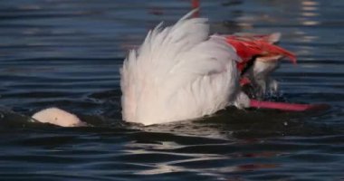 Büyük Flamingolar, Phoenicopterus gülü, Pont De Gau, Camargue, Fransa