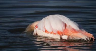 Büyük Flamingolar, Phoenicopterus gülü, Pont De Gau, Camargue, Fransa